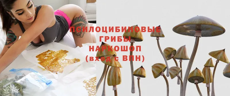 Псилоцибиновые грибы Magic Shrooms  Боровск 